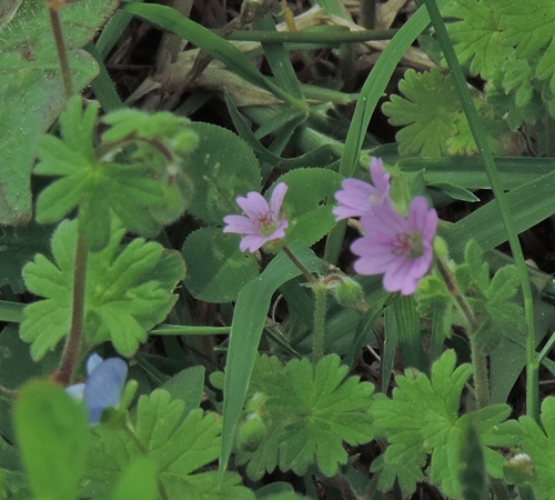 Piccolo fiore - Geranium molle